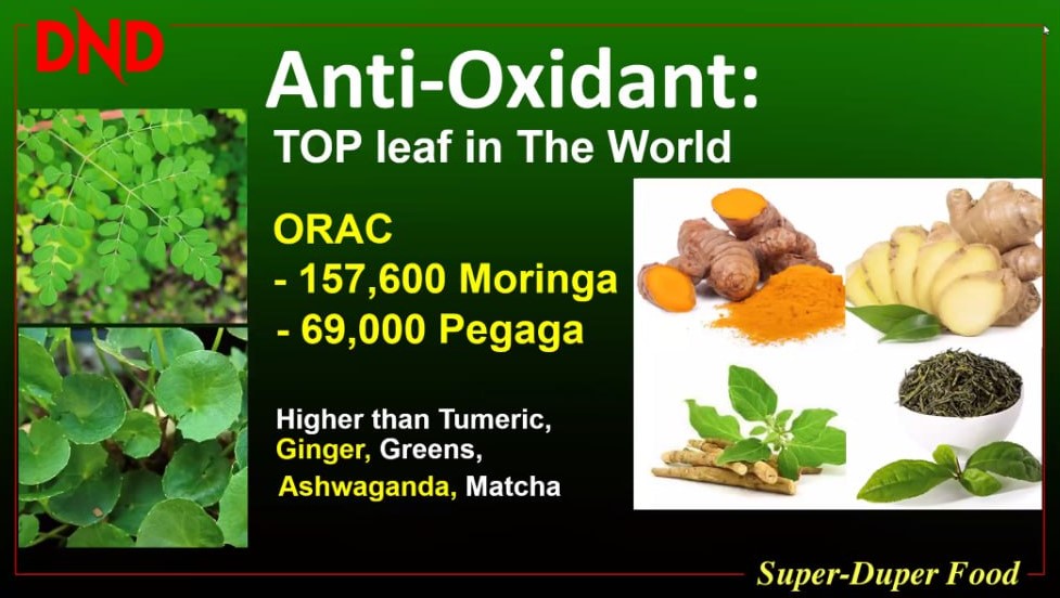 DND MORINGA PLUS ANTI OXIDANT